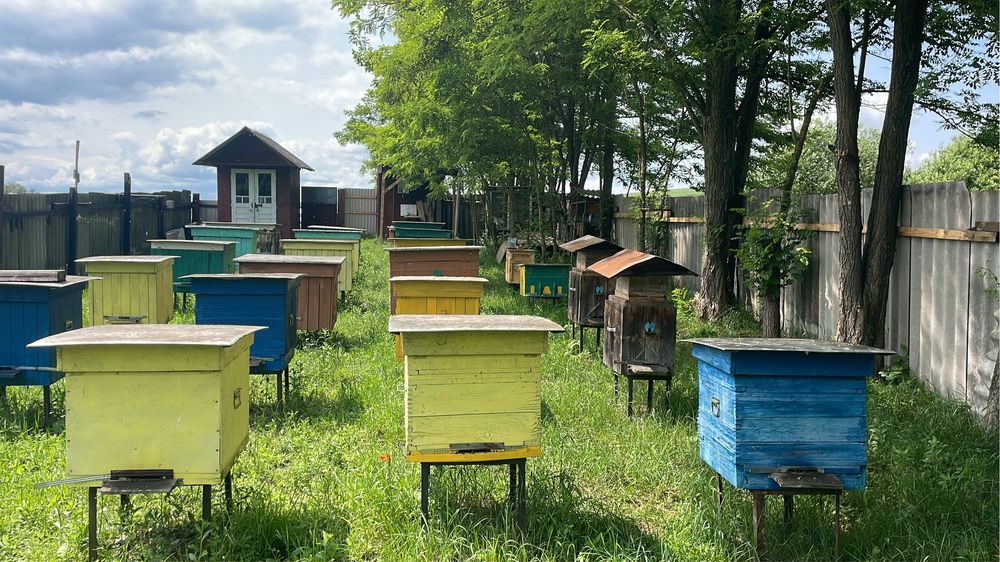 Бджолопакети карпатських бджіл
