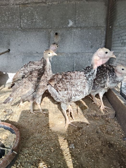 Perus com dois meses