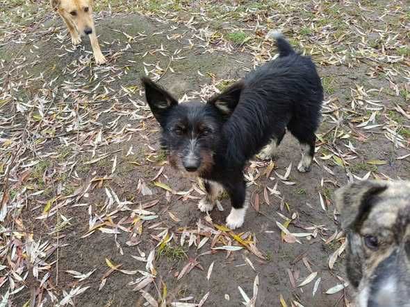 Невеличка собачка шукає дім