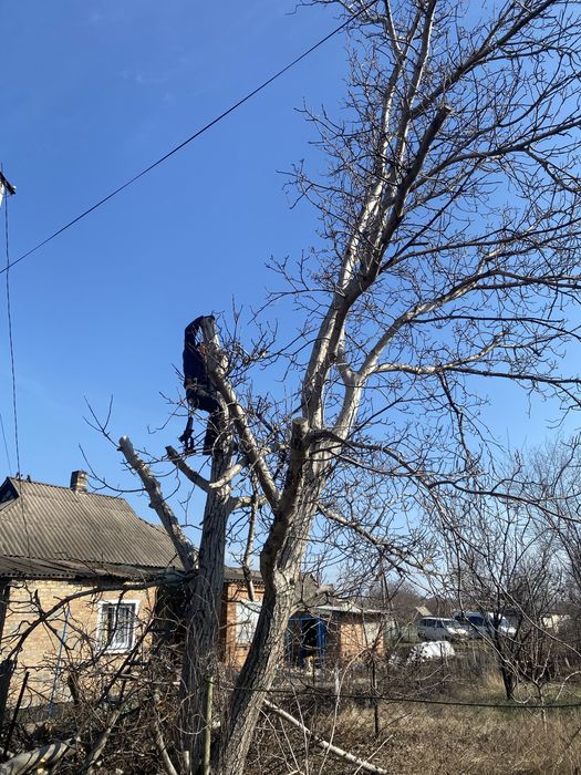 Спиляти, Зрізати ДЕРЕВО. Спилить, Обрезать ДЕРЕВО. Расчистка участка