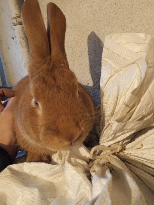 Króliki hodowlane samce