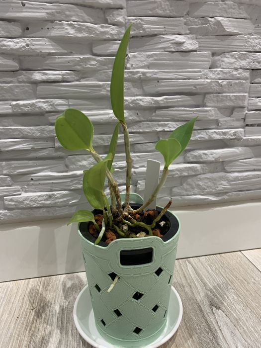 Орхідея Cattleya Forbesii Larissa x self