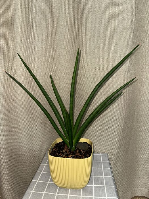 Сансевієрія  Bob smile аубрутіана айо