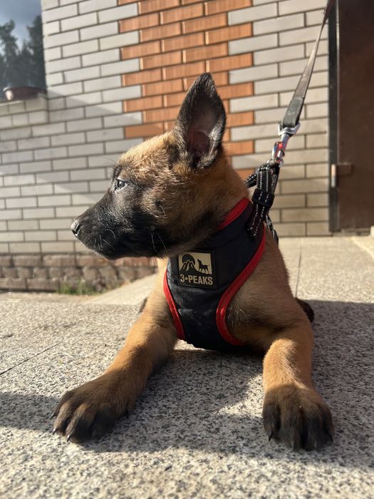 Малинуа бельгийская овчарка КСУ документы