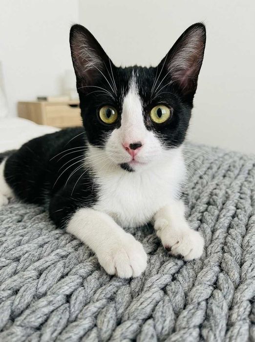 Setúbal e arredores / Margem Sul — MIKA, gatinha para adoção