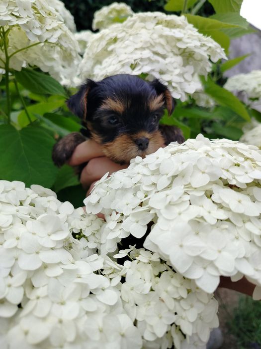 Милейшая малышня йориков