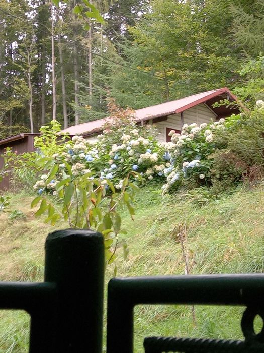 Sprzedam dwie działki przy lesie.