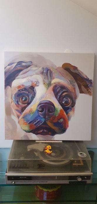Quadro buldog 4house 60×60cm