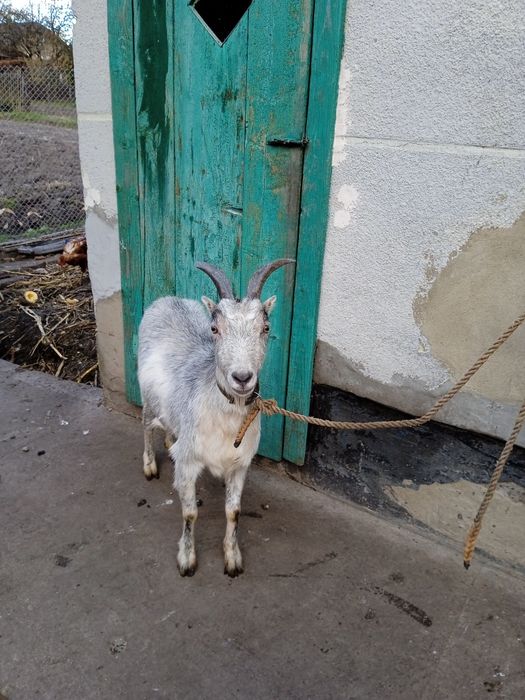 Продам двохрічну козу.