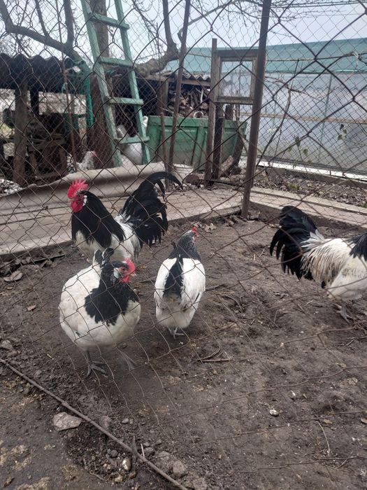 Інкубаційне яйце лакенфельдер