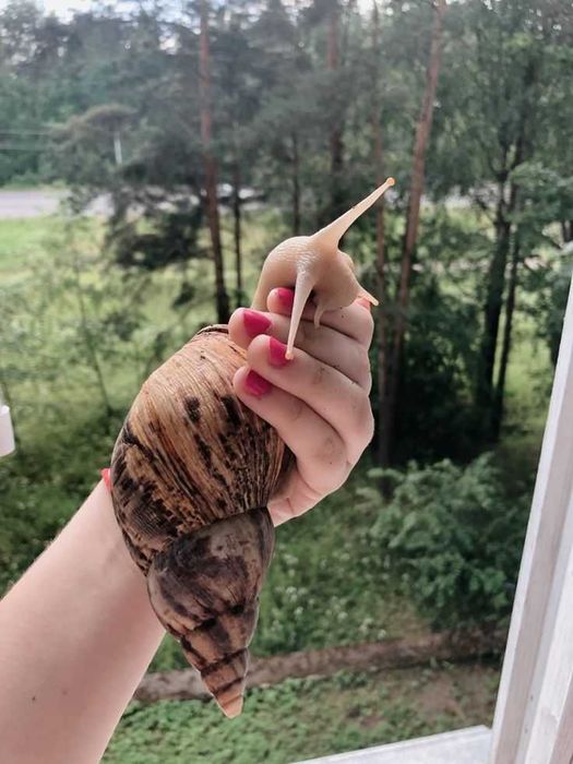 Ахатинская гиганская улитка. Равлик ахатина, маленькі та великі в наявності