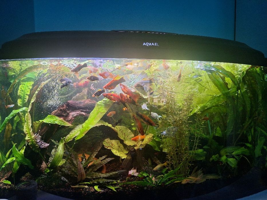 Akwarium aquael.