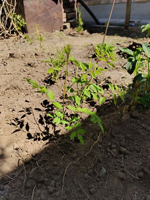 Кампсис швидкозростаюча ліана