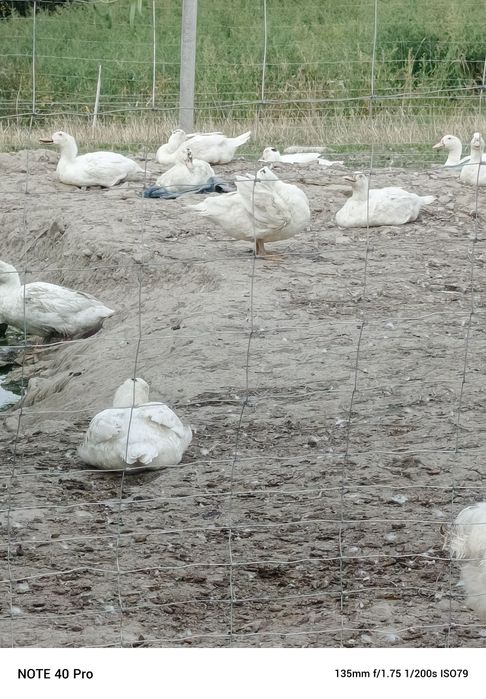 Sprzedam tuszke kaczogęsi i żywą (Mulard)