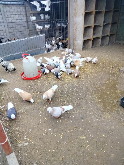 Gołębie ozdobne Perskie Bialoglowe