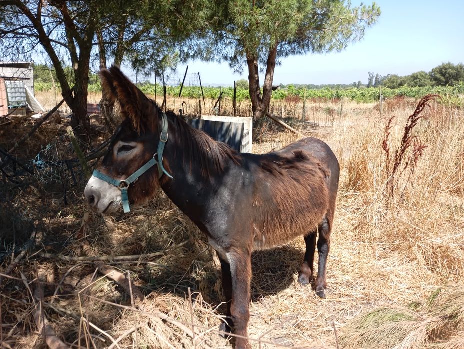 Burro Mirandês muito manso.