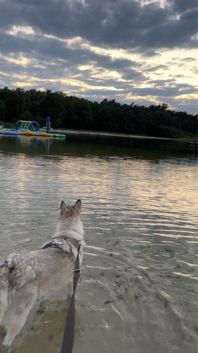 Starsza kochająca szuczka szuka nowego domu