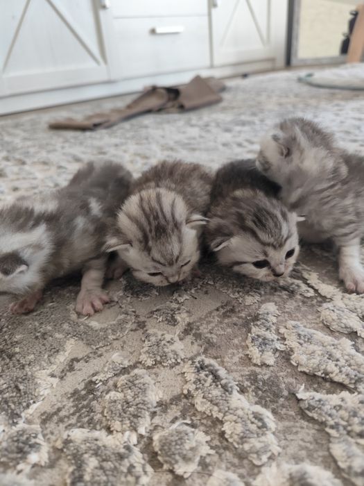 Тварини Кошенята