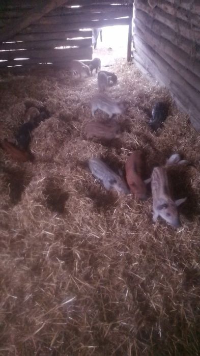 Поросята Венгерська мангалиця