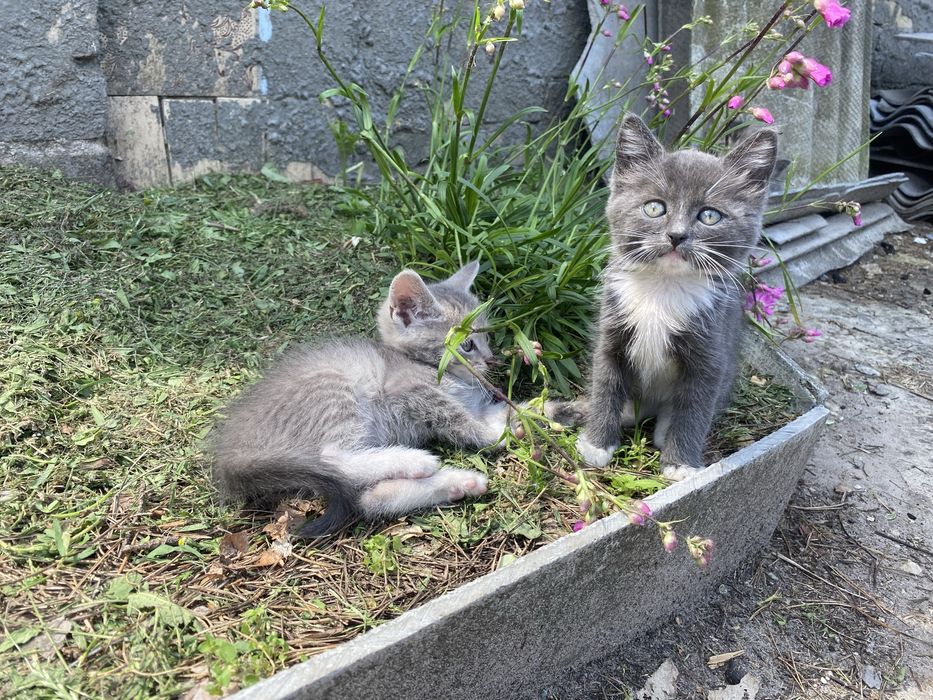 кошенятка в добрі руки ТЕРМІНОВО!!