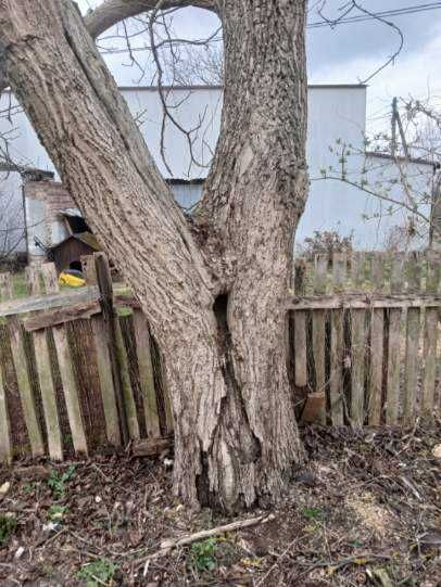 Drzewo orzech na sprzedaż