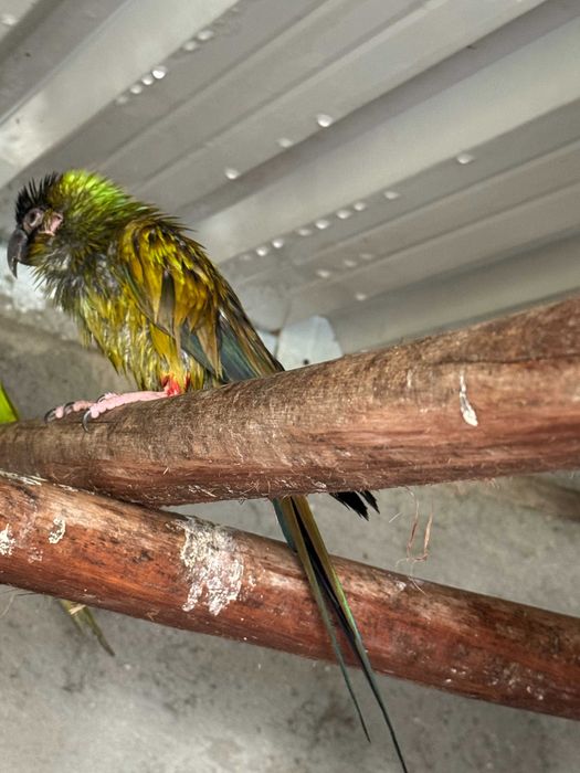 Aratinga Nanday Cabeça Preta Macho