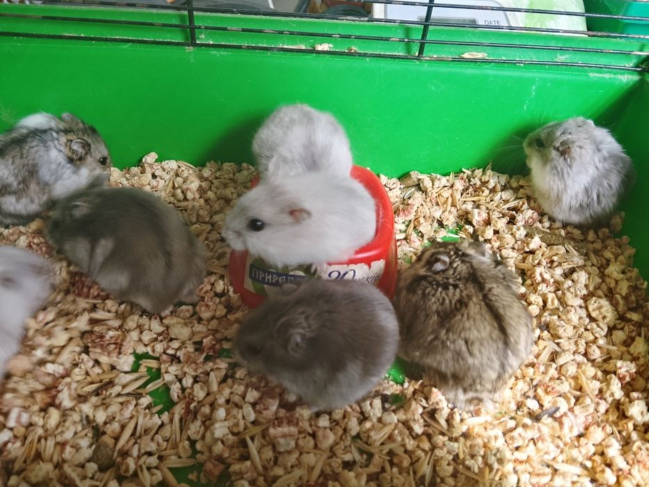 Джунгарские хомячки