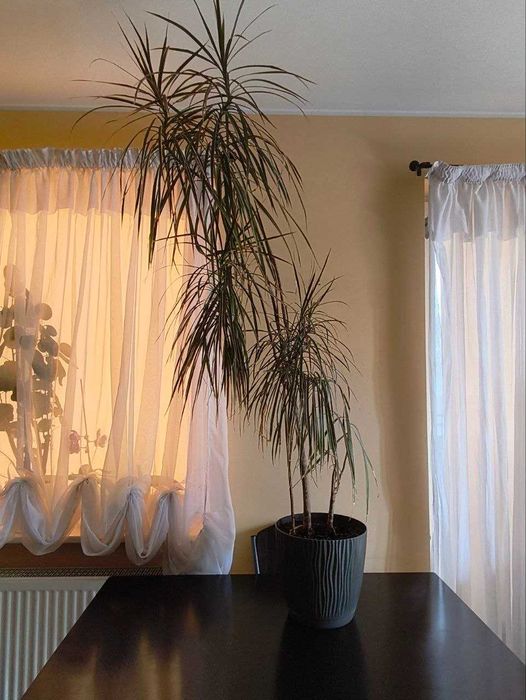 Dracena wysoka 150 cm