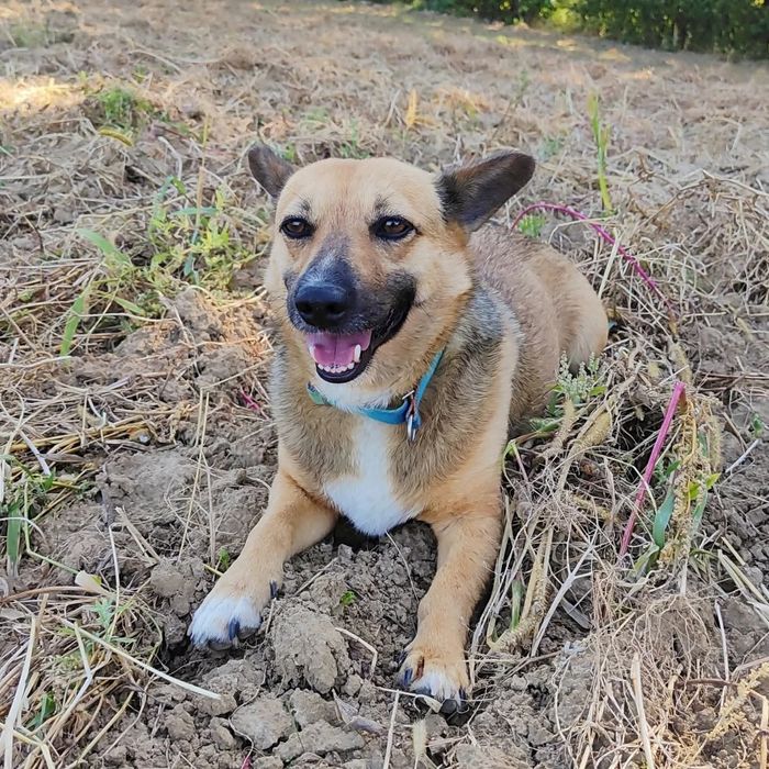 Fajny pies Edi szuka domu