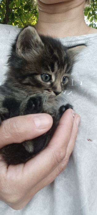 Отдаются в добрые руки