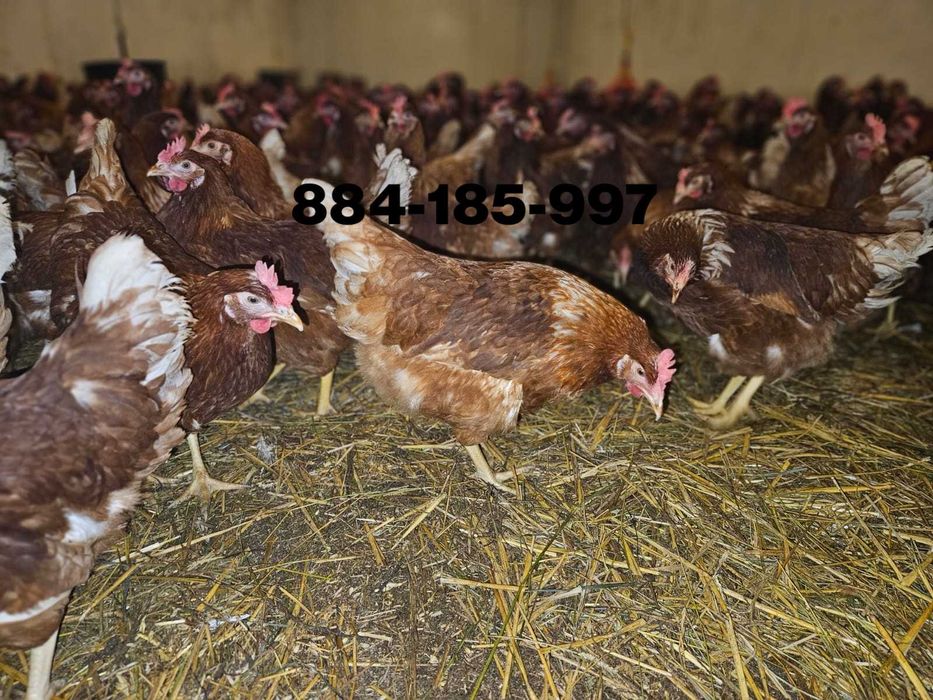 Młode nioski kury odchowane Messa Lohmann Brown Isa Brown