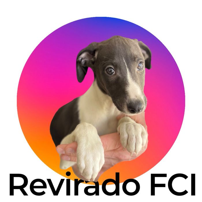 Whippet Chart angielski przepiękny chłopiec Revirado FCI