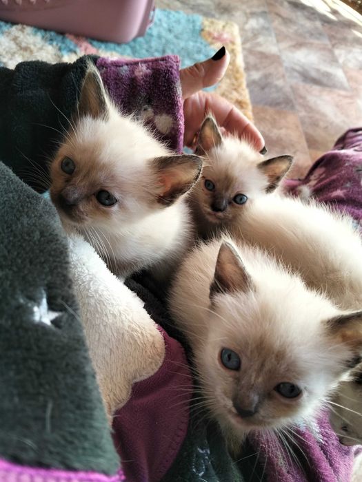 Gatinhos siamês bebés