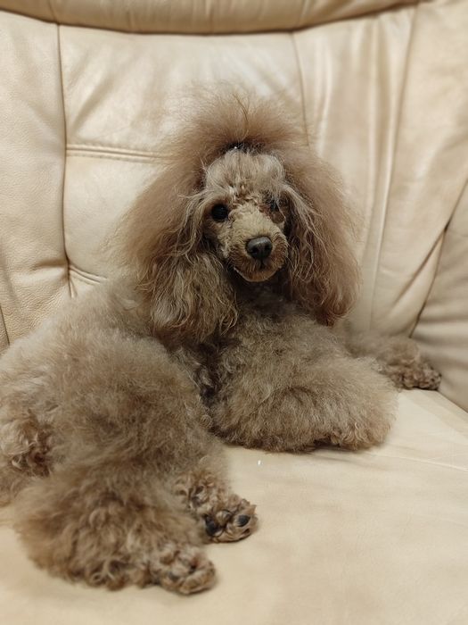 Вязка той пудель