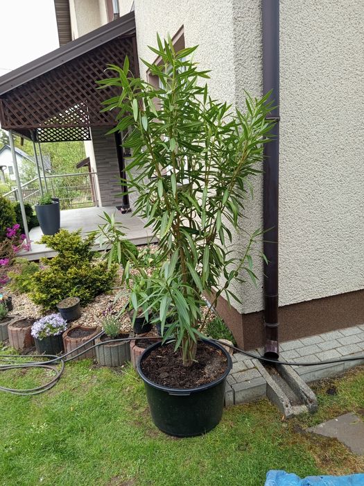 2x Oleander różowy wysokie kilkuletnie