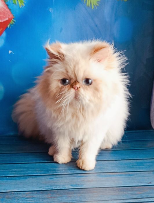 Персидский малыш