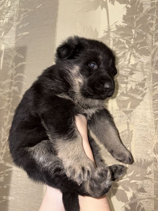 Цуценята німецької вівчарки, від батьків з родоводом