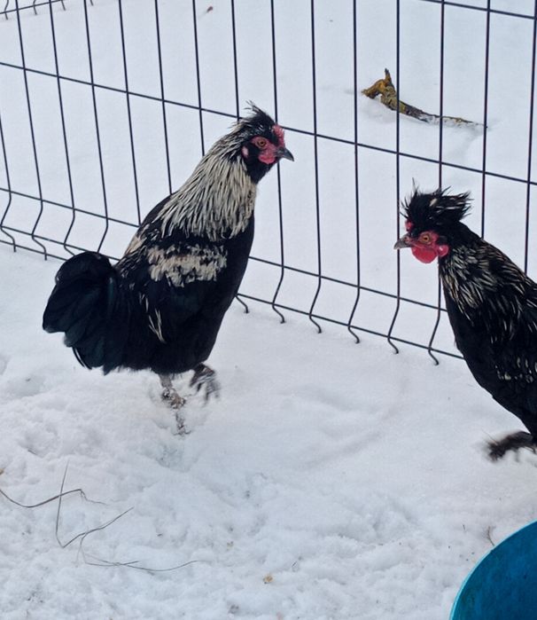 Sprzedam koguty ozdobne