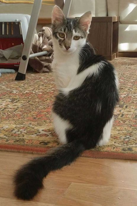 Акана - красуня, метиска Турецької ангори