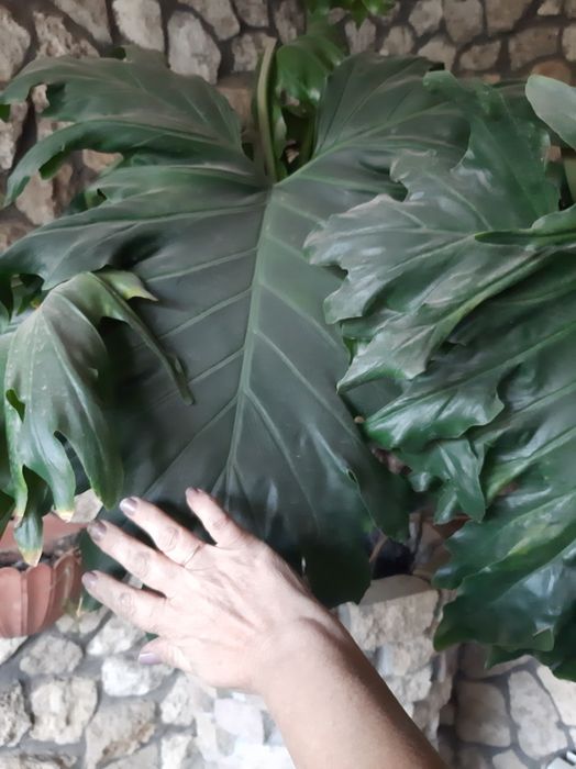 Комнатные адаптированные цветули