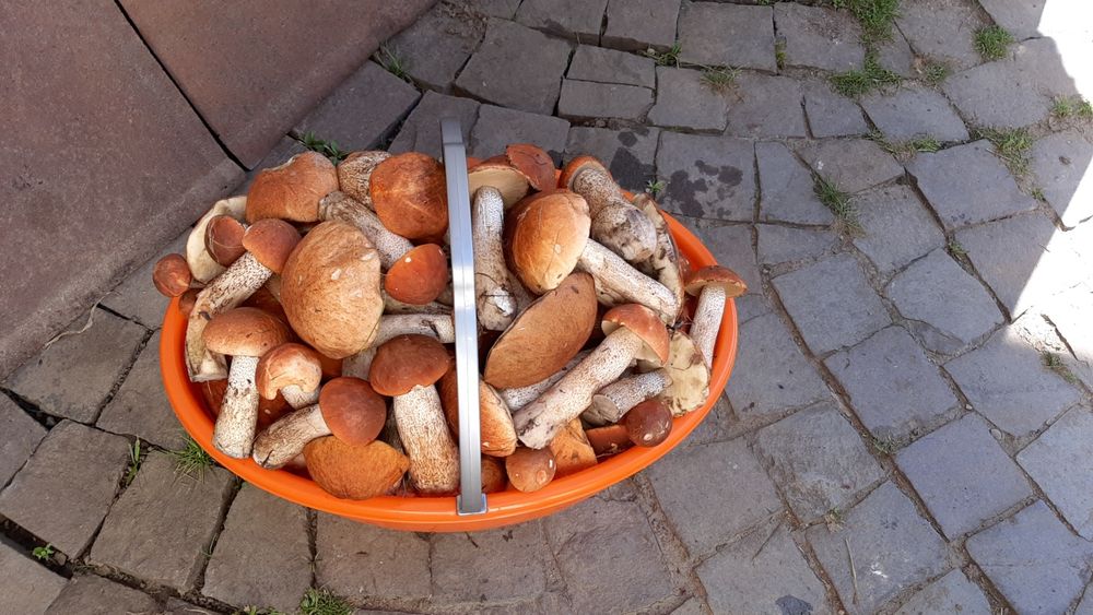 Грибы сушеные подберёзовик топольовий подосиновик без песка Закарпатье