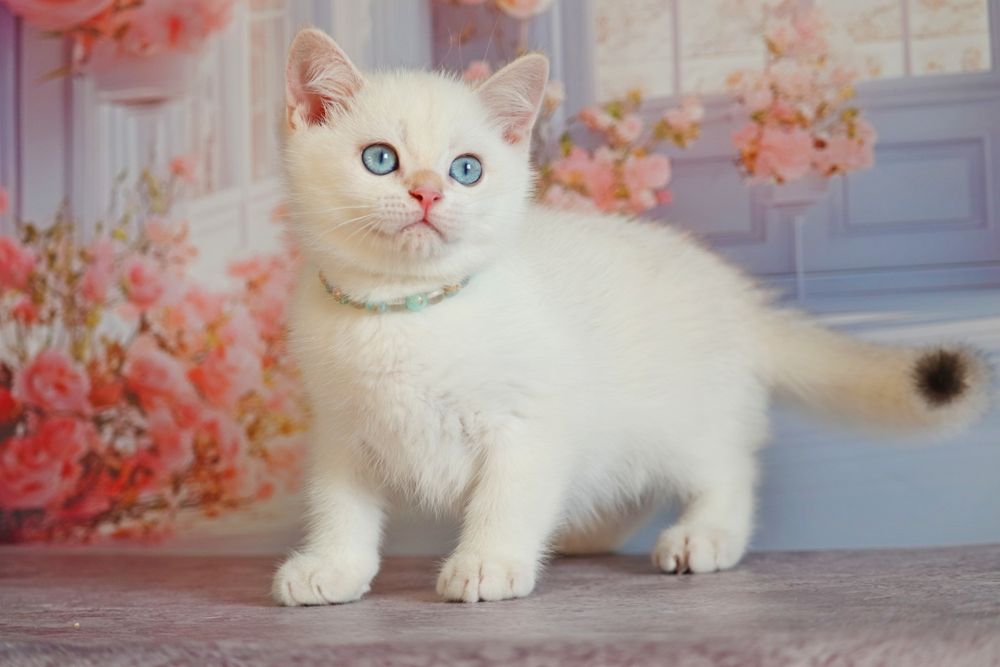 Британский золотой поинт мальчик