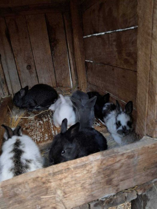продам кроликів Бабочка, Панон, Строкач