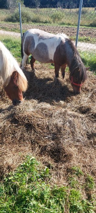 Klacz zrebna  i ogierek  para