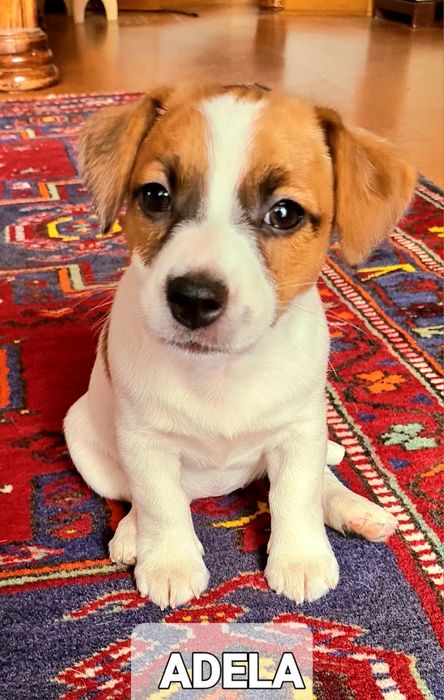 Suczka Adela gładkowłosa Jack Russel Terrier. Hodowla z 19 letnim stażem.