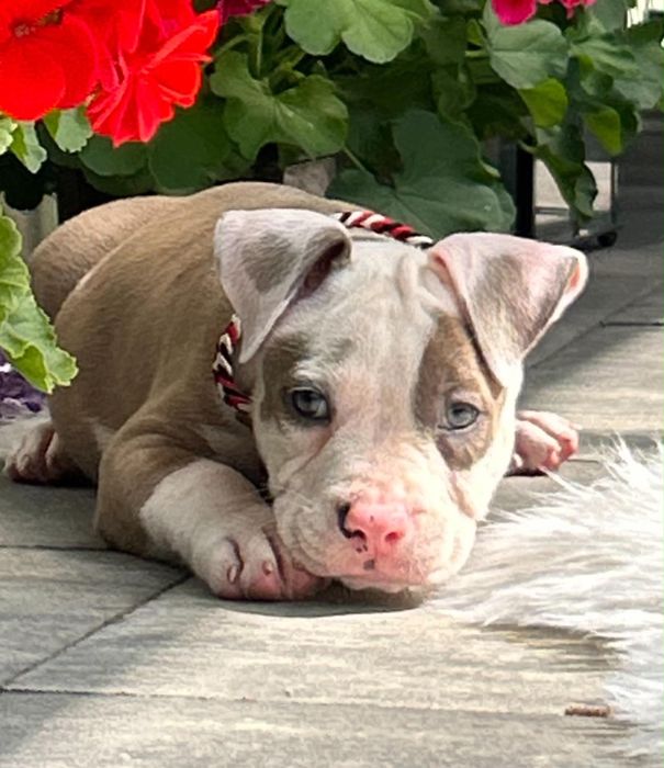 American Staffordshire Terrier