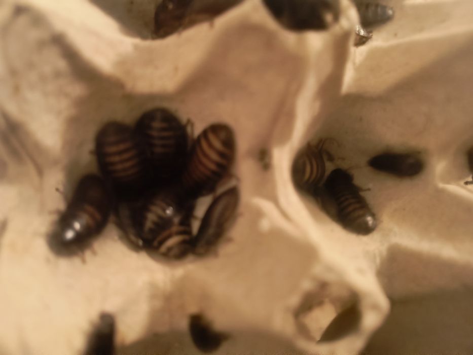Karaczany Elliptorhina Javanica wylęg 50 szt