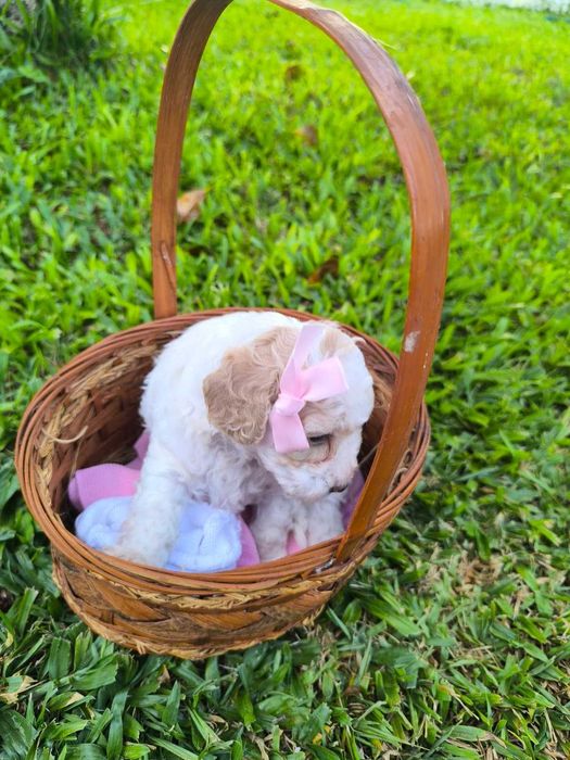 Caniche toy bebé fêmea