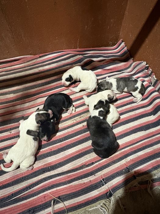 Cães de Gado Transmontano PUROS
