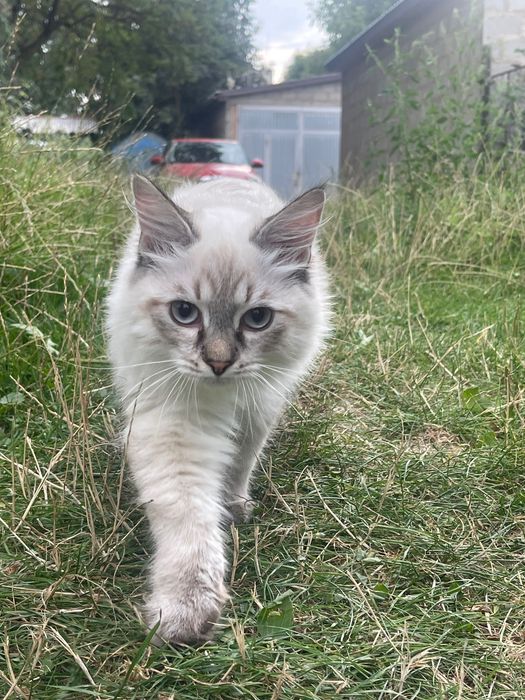 Кошеня породи невська маскарадна